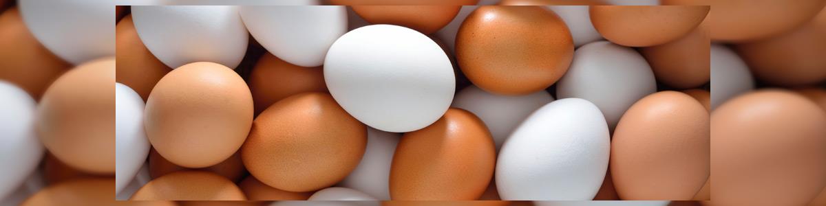 המכון למיון ושיווק ביצים אגודה שיתופית חקל' ברמות השבים בע"מ - תמונה ראשית