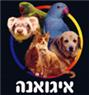 איגואנה חנות חיות בזכרון יעקב איגואנה חנות חיות בזכרון יעקב