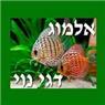 אלמוג דגי נוי וניקוי בריכות דגים בתל אביב אלמוג דגי נוי וניקוי בריכות דגים בתל אביב