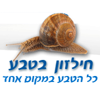 חילזון בטבע באשקלון חילזון בטבע באשקלון