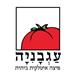 פיצה עגבניה - תמונה