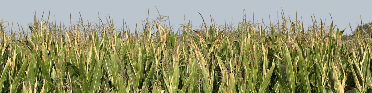 דוקטור אלכסיי בדיקות אוטומציה. - תמונה ראשית