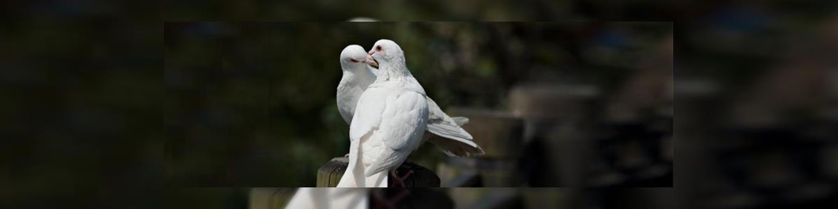 כח ספידי הדברות והרחקת יונים - תמונה ראשית