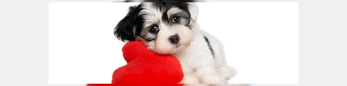 i love pets - תמונה ראשית