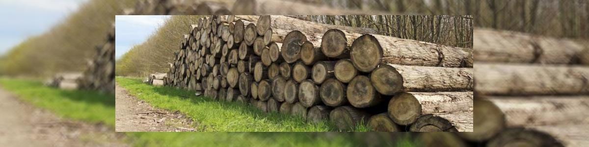 Wood cutting and garden - שירותי גיזום וכריתת עצים בבנימינה - תמונה ראשית