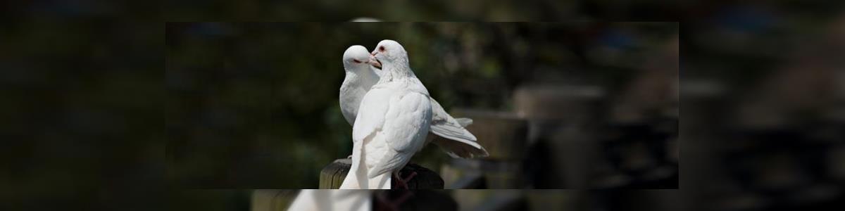 שגיא שירותי הרחקת יונים - תמונה ראשית