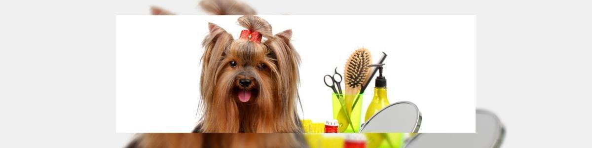 Pet Mall - המרכז המקצועי לטיפוח כלבים וחתולים - תמונה ראשית