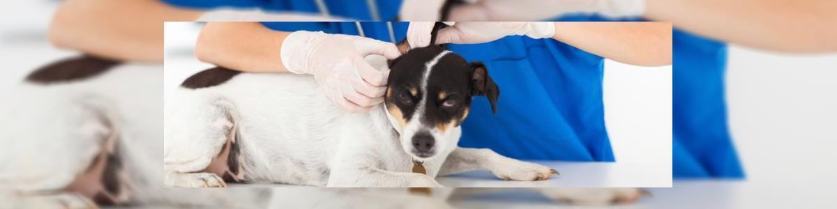 רפואה משלימה לבע"ח Victoria & PetMedical - תמונה ראשית רפואה משלימה לבע"ח Victoria & PetMedical - תמונה ראשית