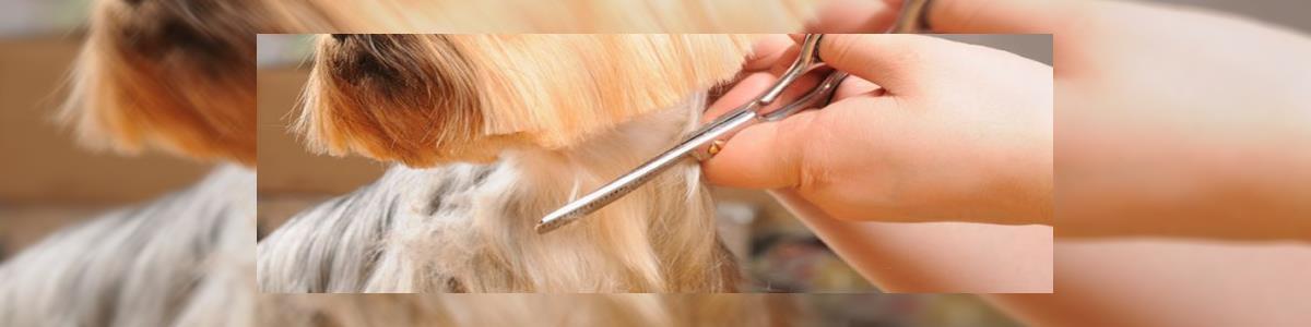 Dog Stars מספרת כלבים - תמונה ראשית Dog Stars מספרת כלבים - תמונה ראשית