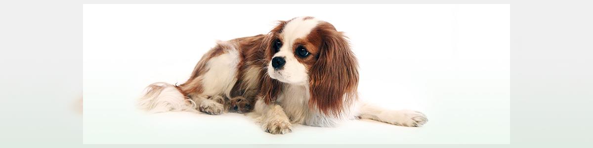 הכלבתול של אלונה - תמונה ראשית הכלבתול של אלונה - תמונה ראשית