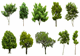 העתקת עצים - אם רק רוצים, אפשר גם להזיז עצים - תמונת המחשה