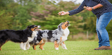 אימוץ כלבים - איך מתמודדים עם התנהגויות ומאפיינים של כלב חדש בבית? - תמונת המחשה