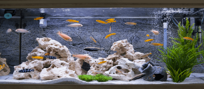 כתבות בנושא דגים ואקווריומים - תמונת אווירה