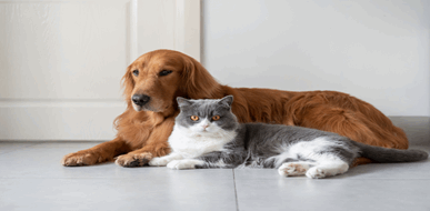 על כלבים וחתולים - תמונת המחשה