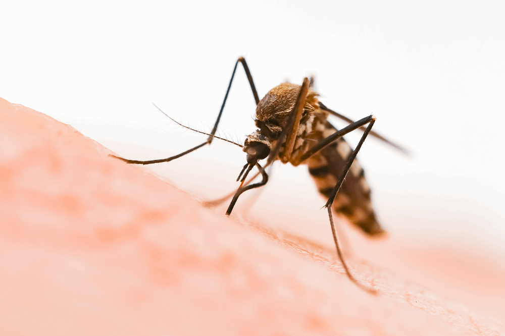 הדברת יתושים: תמונה שאטרסטוק