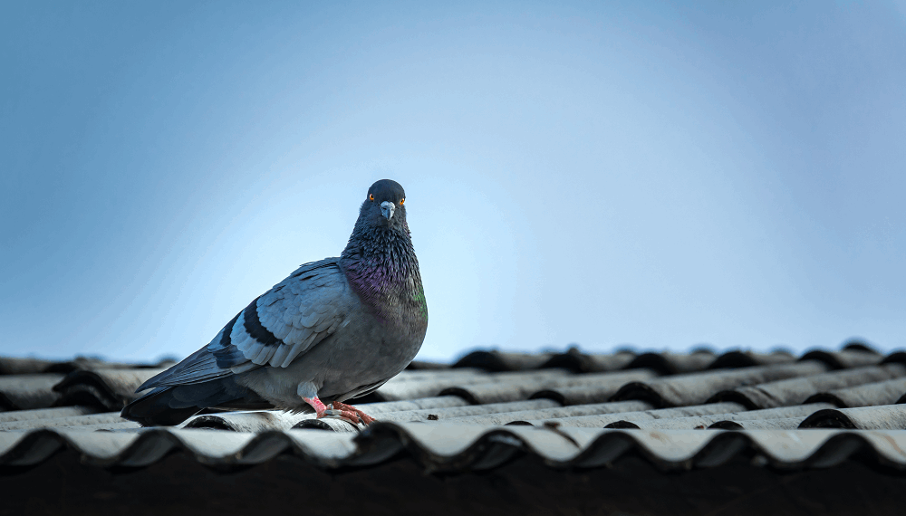 הרחקת יונים: תמונה שאטרסטוק