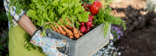 מגדלים את הסלט בבית: מדריך לגידול ירקות ביתי - תמונת המחשה