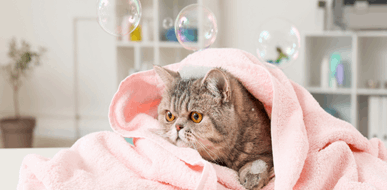 שמפו לחתולים: המדריך לטיפוח נכון - תמונת המחשה