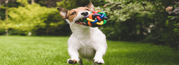 חנות לבעלי חיים – אופנה ושמה כלבים - תמונת המחשה