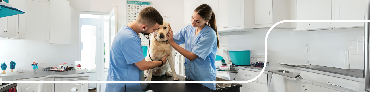 בית הכלב בע"מ - תמונה ראשית בית הכלב בע"מ - תמונה ראשית