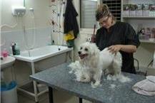 תמונה שצולמה להמחשת העבודות של מרפאה וטרינרית "כל חי" - 1 וטרינר מוסמך