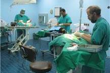 ביצוע ניתוחים וטרינריים