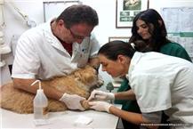 וטרינרים בבאר שבע