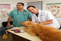 טיפול רפואי בבעלי חיים