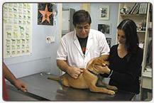 וטרינרים מנוסים