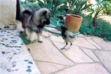 ניתוחים ווטרינרים