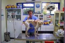 תמונה שצולמה להמחשת העבודות של נאות מרפא-ד"ר ירון מלכס - 3 טיפולים מונעים לבעלי חיים