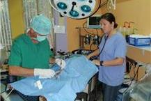 תמונה שצולמה להמחשת העבודות של "אני - וט" ניתוחים וטרינריים