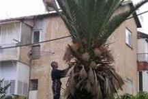 גיזום וכריתת עצים