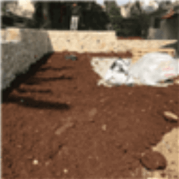תעודה של דקל הגינה היפה