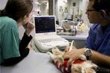 בדיקות אולטרא-סאונד לחיות 