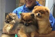 תמונה שצולמה להמחשת העבודות של ד"ר שרון רגב - 1 ד"ר שרון רגב - בית חולים וטרינרי