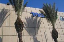 תמונה שצולמה להמחשת העבודות של אלן כריתת עצים וגיזום גיזום ועיצוב עצים
