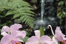 תמונה שצולמה להמחשת העבודות של הפינה הירוקה - פרחים ומשלוחי פרחים תמונה של הפינה הירוקה - פרחים ומשלוחי פרחים