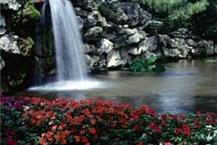 תמונה שצולמה להמחשת העבודות של הפינה הירוקה - פרחים ומשלוחי פרחים תמונה של הפינה הירוקה - פרחים ומשלוחי פרחים