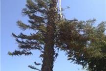 תמונה שצולמה להמחשת העבודות של גולן כריתת עצים - 3 כריתת עצים