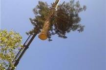 תמונה שצולמה להמחשת העבודות של גולן כריתת עצים - 2 עקירת עצים בהוד השרון