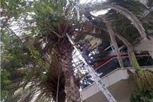 תמונה שצולמה להמחשת העבודות של גולן כריתת עצים - 1 גיזום עצים