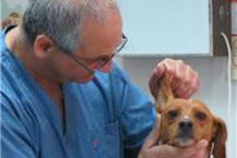 תמונה שצולמה להמחשת העבודות של מרכז וטרינרי אבן יהודה בע"מ מוקד חירום וטרינרי