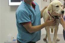 תמונה שצולמה להמחשת העבודות של מרכז וטרינרי אבן יהודה בע"מ מרפאה וטרינרית באבן יהודה