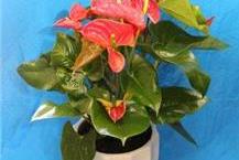 עציצים לבית