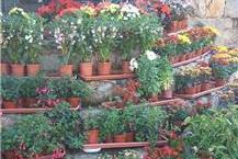 משתלה בירושלים