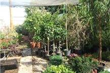 משתלה עם מגוון צמחים