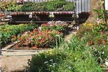 משתלה איכותית