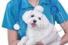 טיפול בכלבים