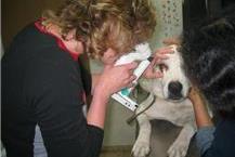 תמונה שצולמה להמחשת העבודות של ד"ר סיון שני - 2 טיפול בחיות